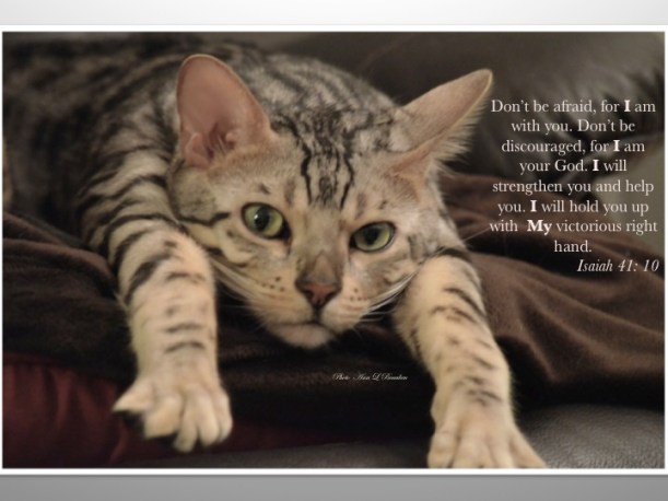 Photo Ann L Beauleiu