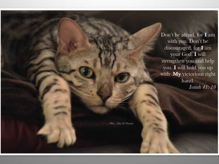 Photo Ann L Beauleiu