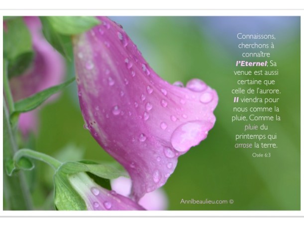 Mes photo et fleurs ALB