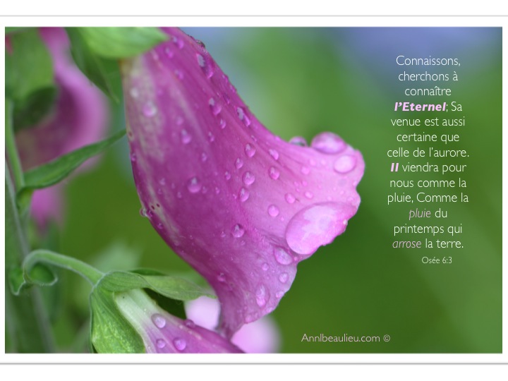 Mes photo et fleurs ALB