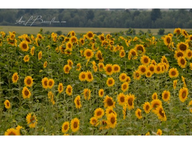Tournesol ALB 2