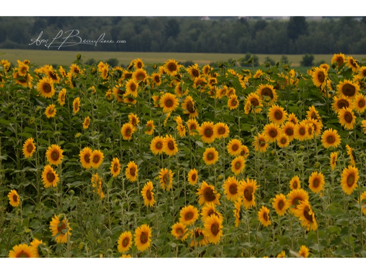 Tournesol ALB 2