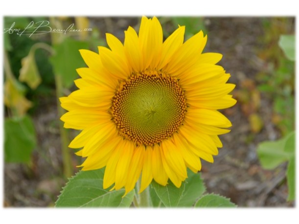 Tournesol ALB 4