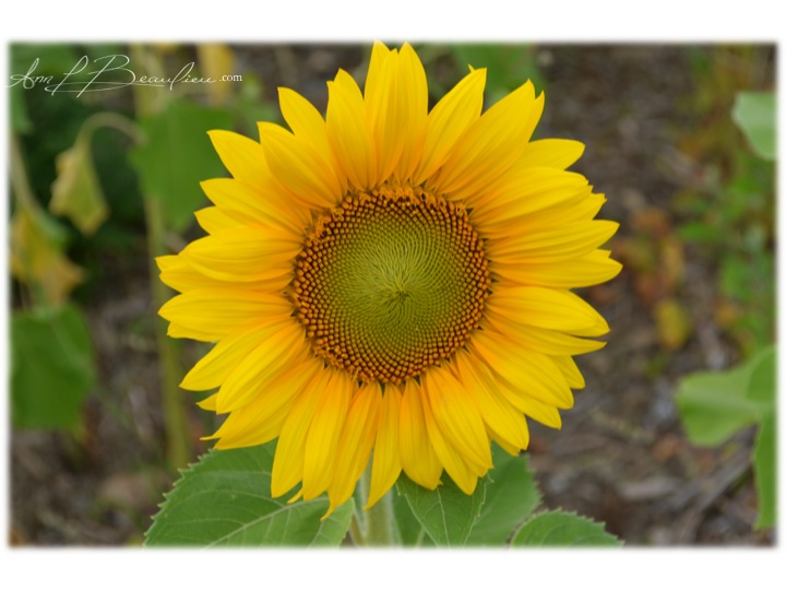 Tournesol ALB 4