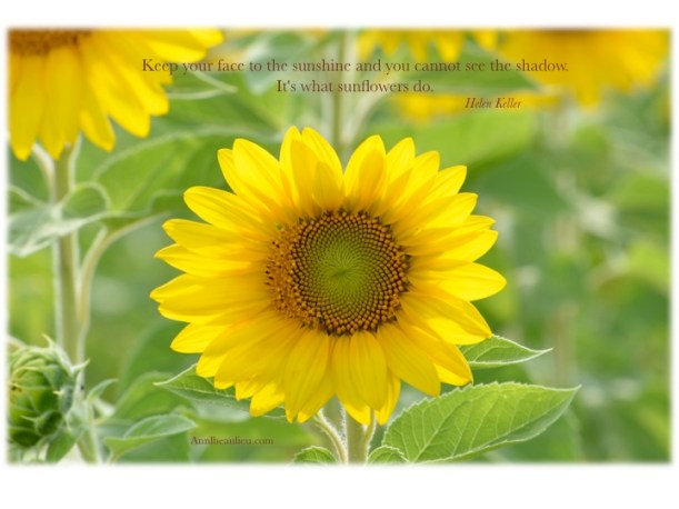 Tournesol ALB 5
