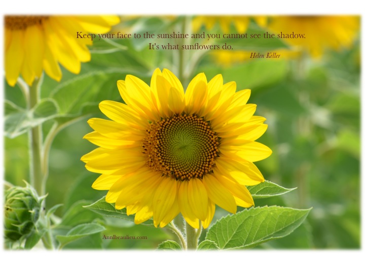 Tournesol ALB 5